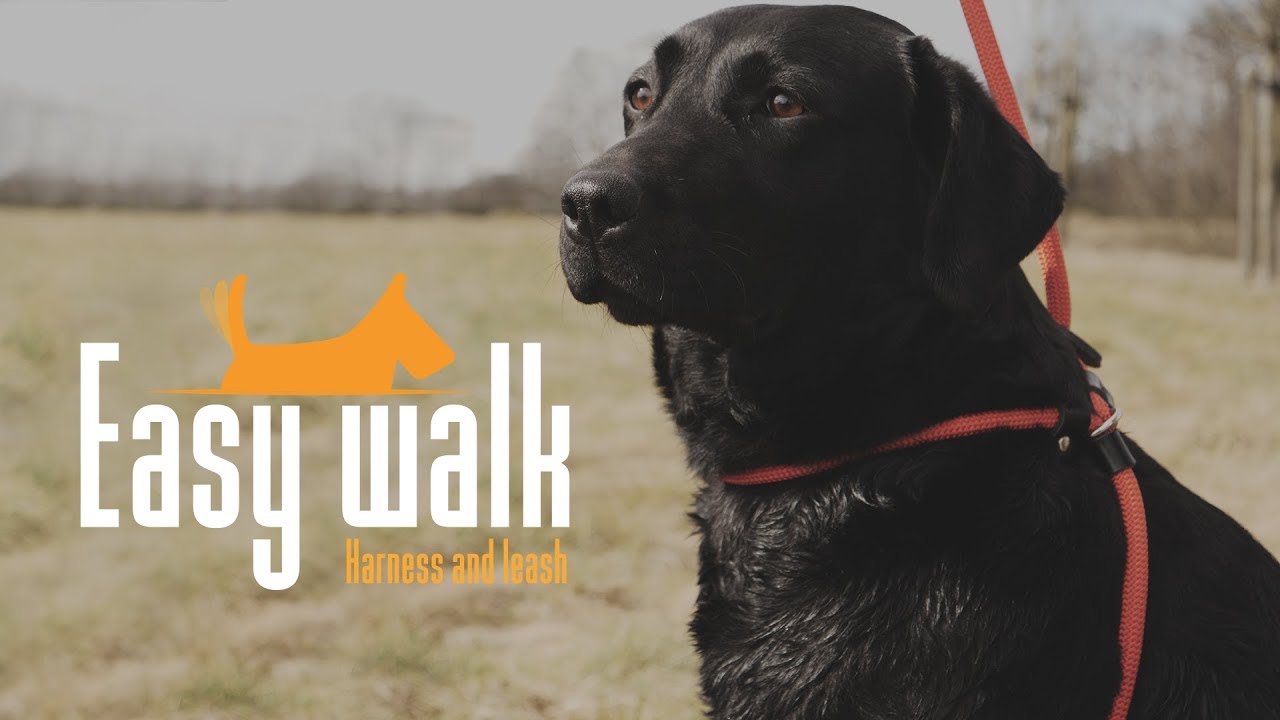 Easy Walk Schoudermodel Rood - Mini 2025 Easy Walk Schoudermodel Rood - Mini - Afbeelding 2