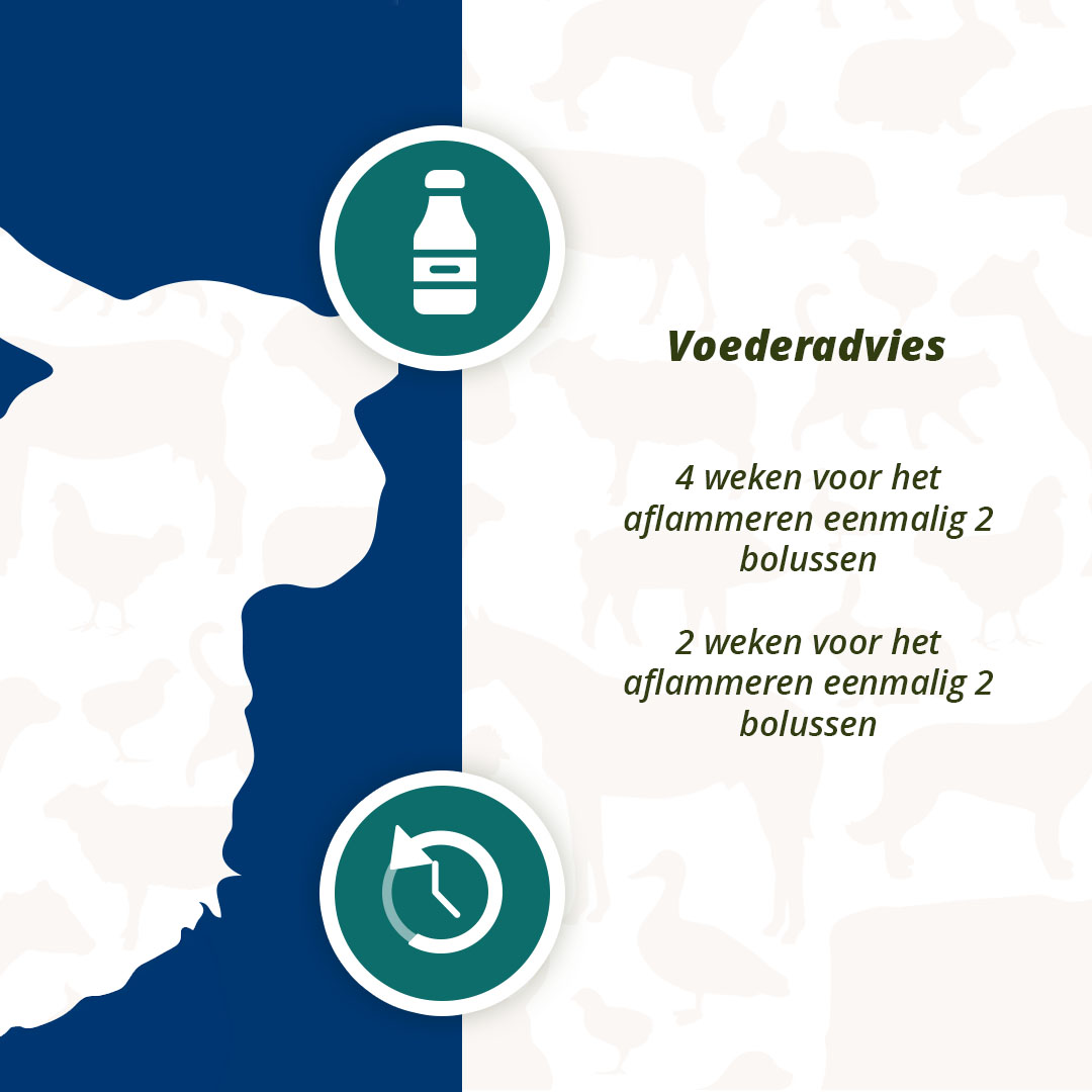 Excellent Ener Bolus Schaap & Geit 2026 Excellent Ener Bolus Schaap & Geit - Afbeelding 5