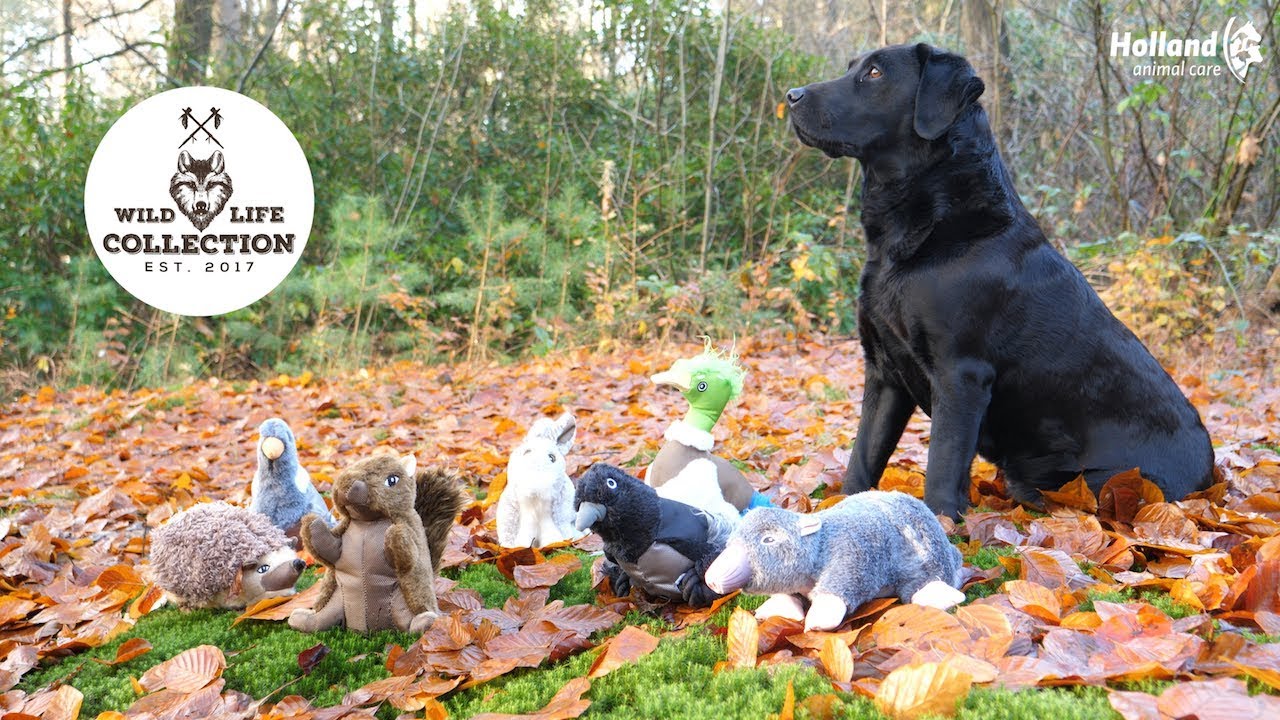 Wild Life Dog Mol 2026 Wild Life Dog Mol - Afbeelding 4