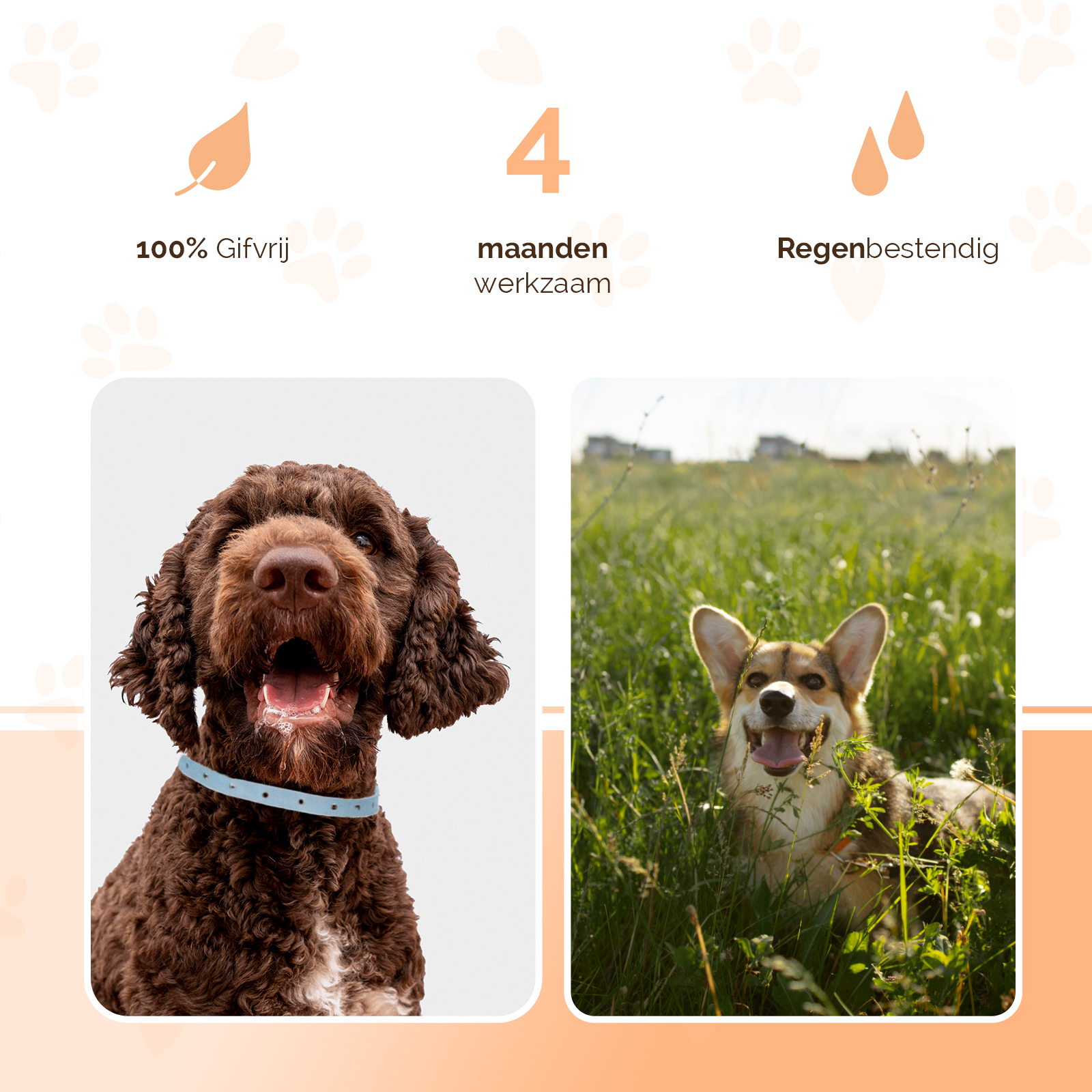 Knock Pest Vlooien/Tekenband Hond 59 cm DE/UK 2026 Knock Pest Vlooien/Tekenband Hond 59 cm DE/UK - Afbeelding 3