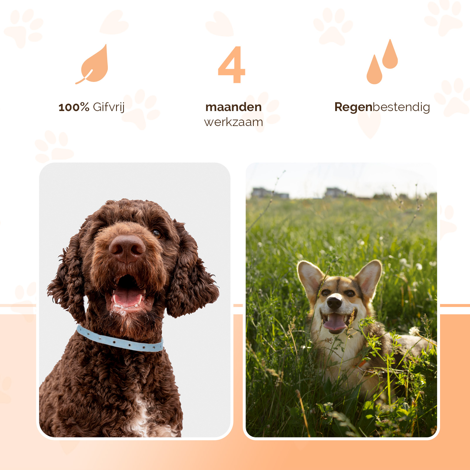 Knock Pest Vlooien/Tekenband Hond 59 cm NL/FR 2026 Knock Pest Vlooien/Tekenband Hond 59 cm NL/FR - Afbeelding 3