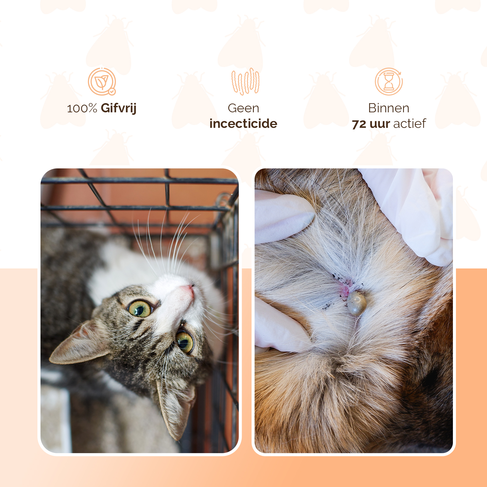 Knock Pest vlooien-tekenpipet Kat NL/FR 2026 Knock Pest vlooien-tekenpipet Kat NL/FR - Afbeelding 3