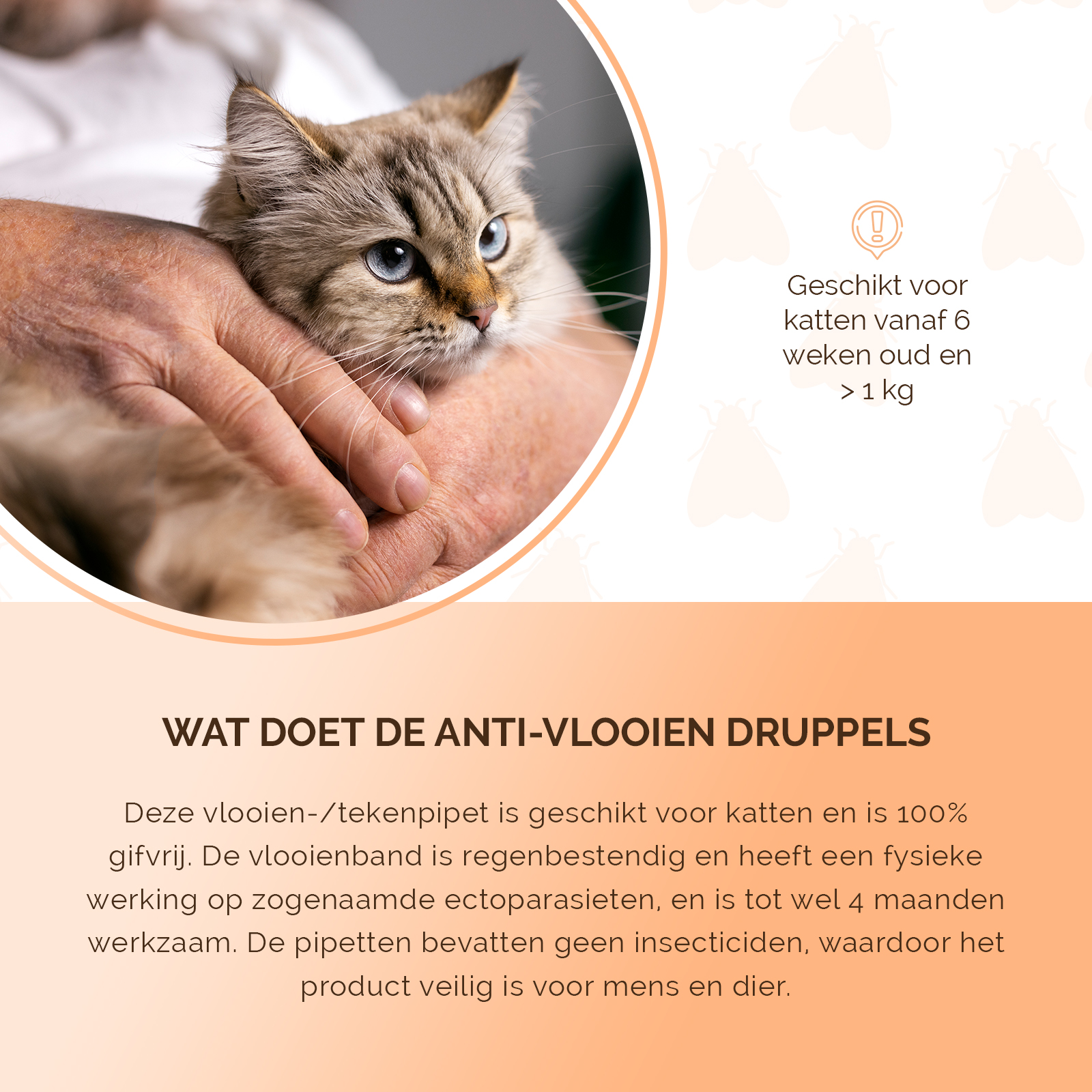 Knock Pest vlooien-tekenpipet Kat NL/FR 2026 Knock Pest vlooien-tekenpipet Kat NL/FR - Afbeelding 5