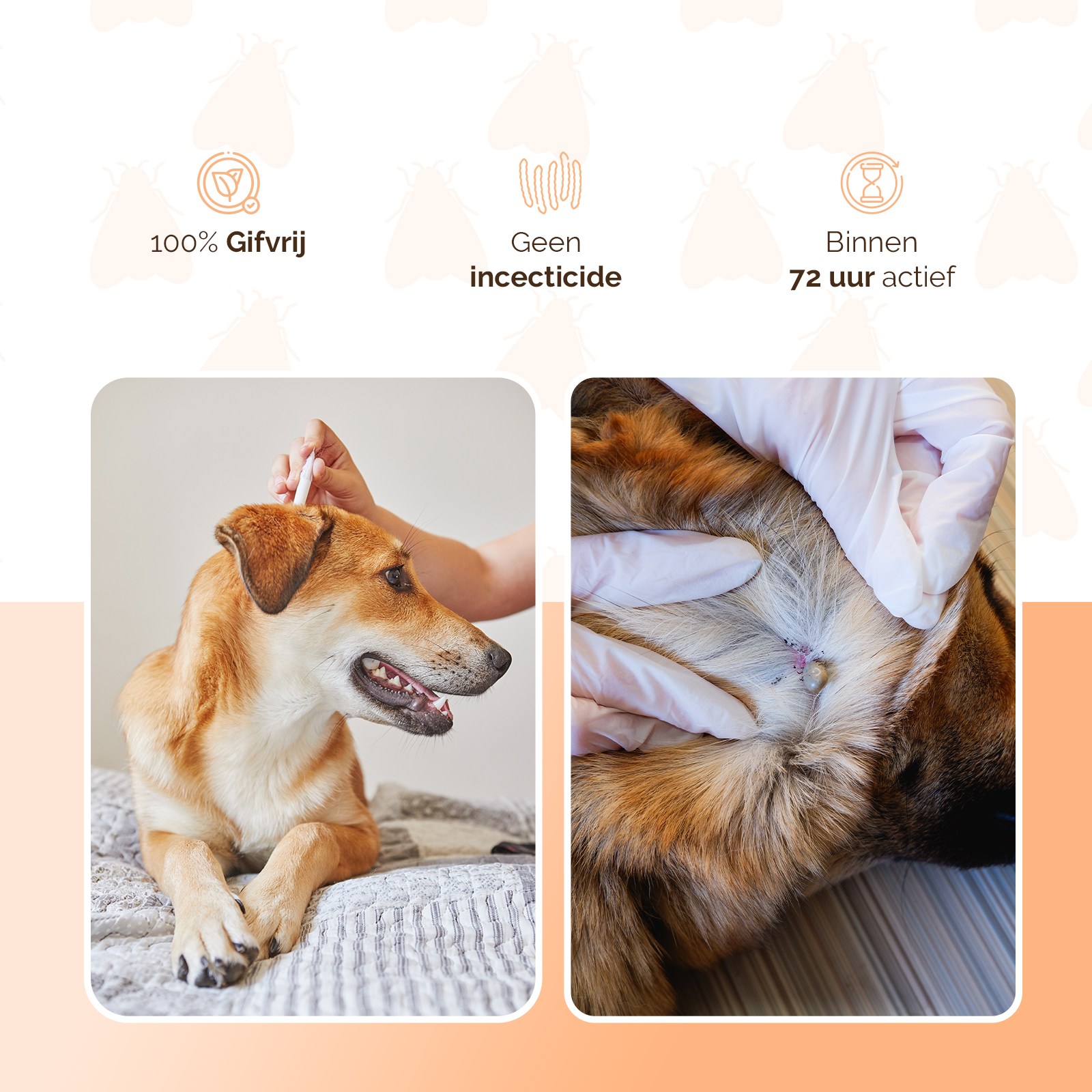 Knock Pest vlooien-tekenpipet Hond <5 kg 2026 Knock Pest vlooien-tekenpipet Hond <5 kg - Afbeelding 3