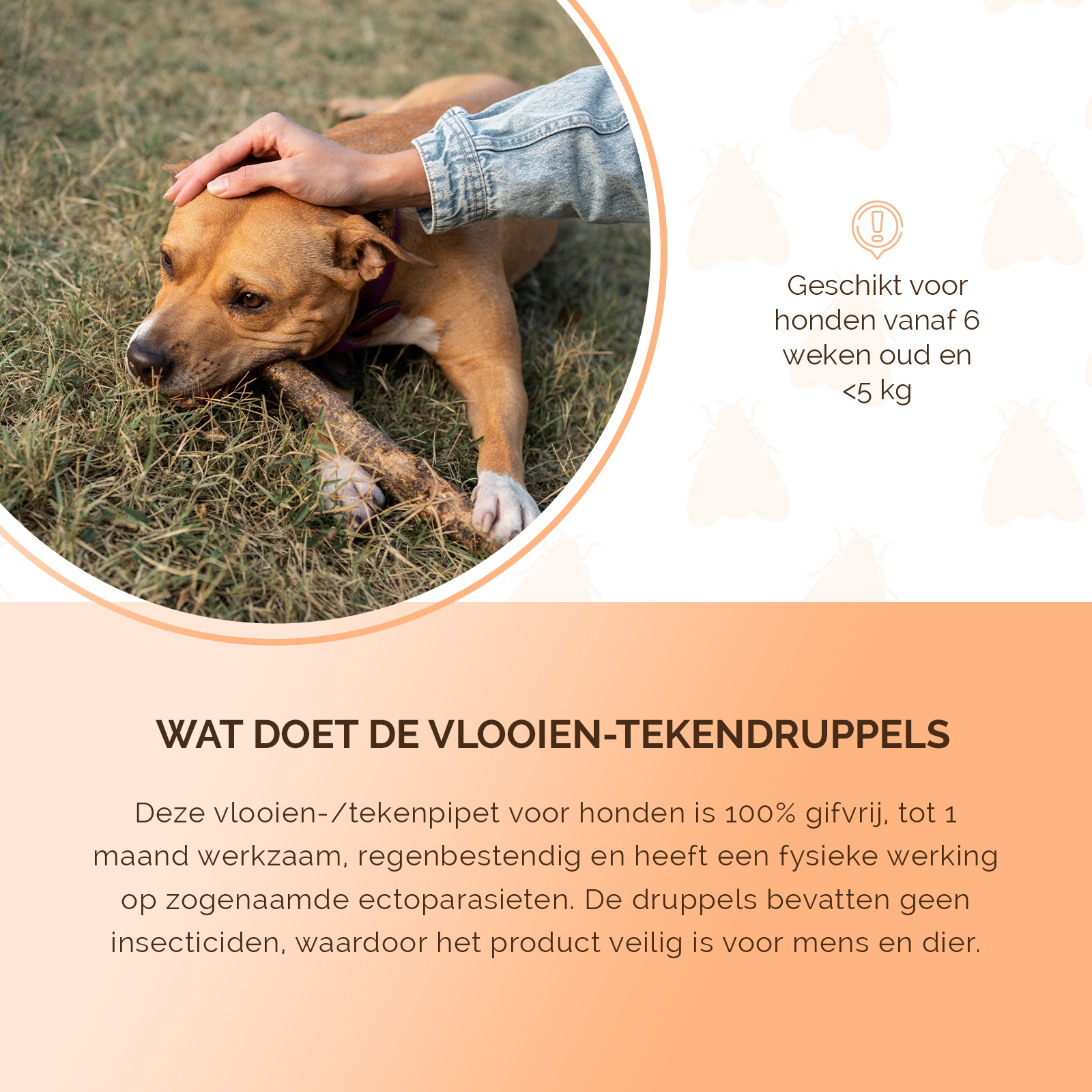 Knock Pest vlooien-tekenpipet Hond <5 kg 2026 Knock Pest vlooien-tekenpipet Hond <5 kg - Afbeelding 5