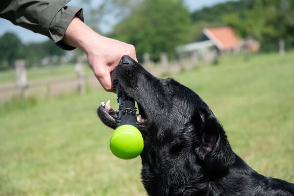 Dog Comets Meteor Werpstok roze L - Afbeelding 3