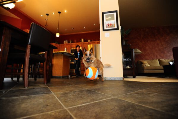Chuckit Indoor Ball 12 cm - Afbeelding 2