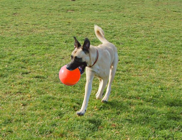 Jolly Ball Bounce-n Play 15cm Oranje (Vanillegeur) - Afbeelding 3