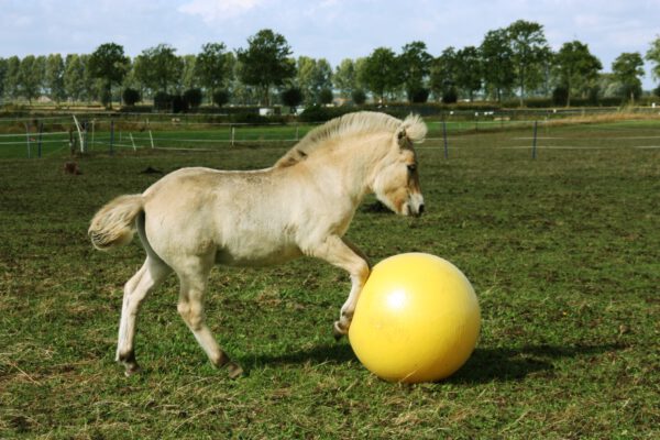 Maximus Power Play Ball 100cm - Afbeelding 4
