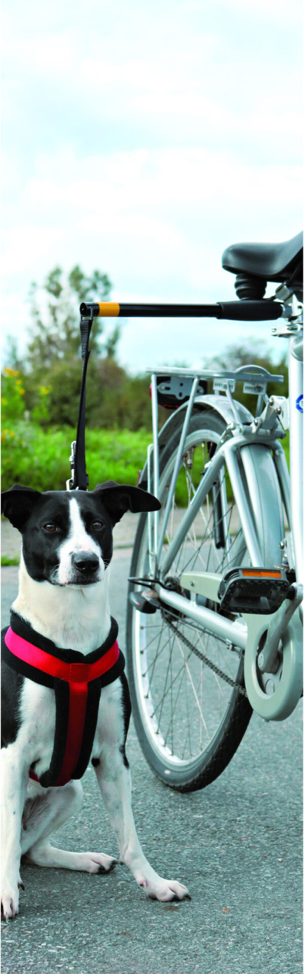 Pawise Hands Free Doggy Bike Exerciser Leash - Afbeelding 2
