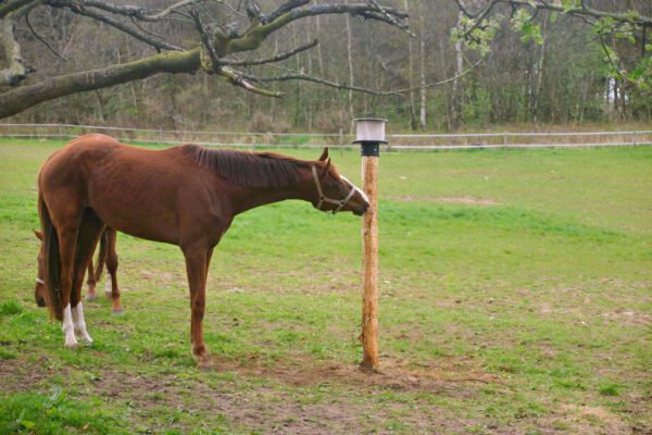 Liksteenhouder voor op Paal KS voor 10 kg - Afbeelding 2