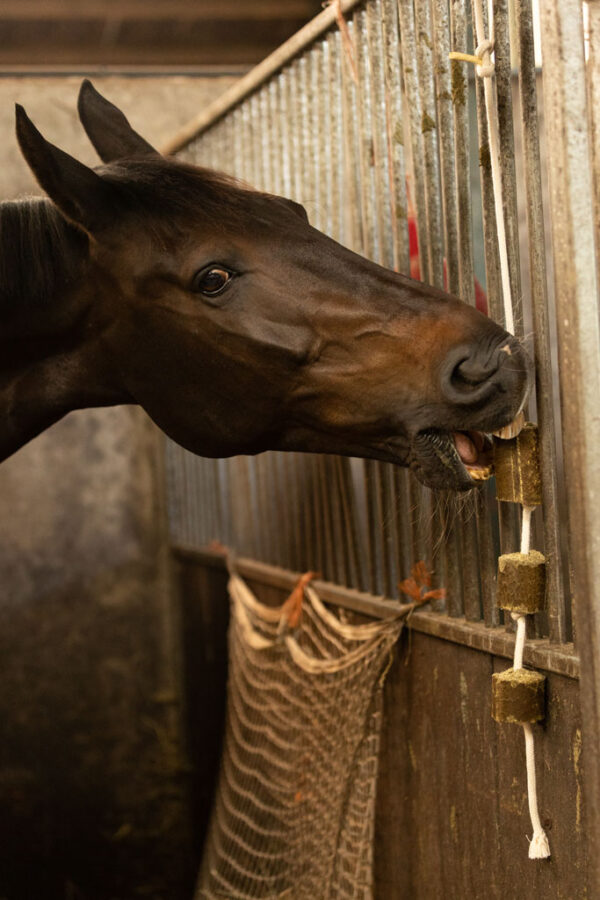 Lax Luzerne aan Speeltouw voor Paarden - Afbeelding 2