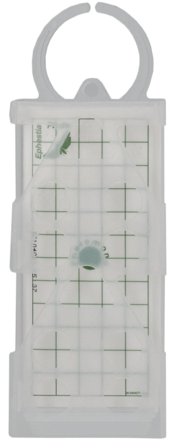 Geo Lijmplaat Levensmiddelenmot (Ephestia/Plodia) - Afbeelding 5