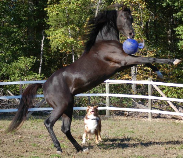 Jolly Ball 20cm rood Paard en Hond - Afbeelding 4