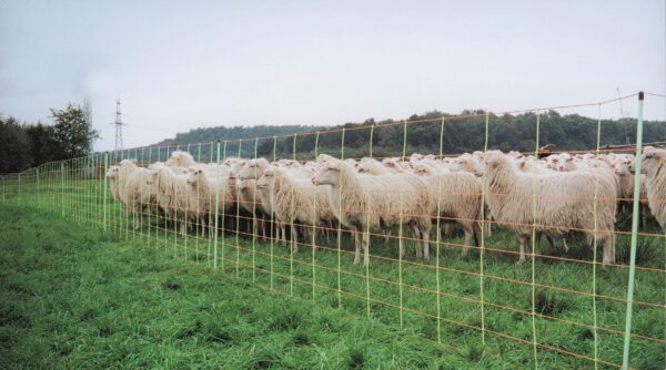 Euro-Net 106 cm dubbelpunt - Afbeelding 3