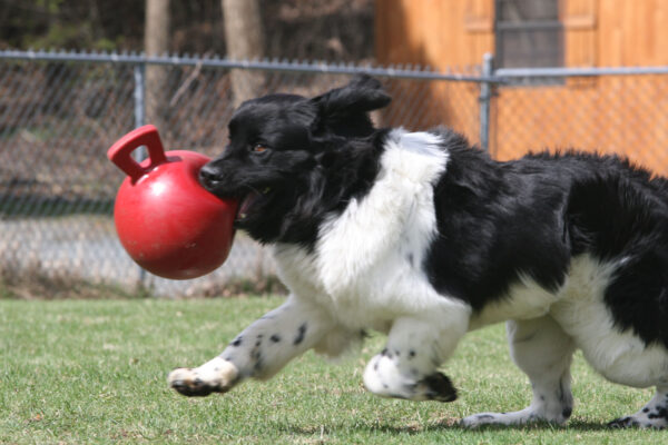 Jolly Tug-n-Toss 15 cm Rood - Afbeelding 4