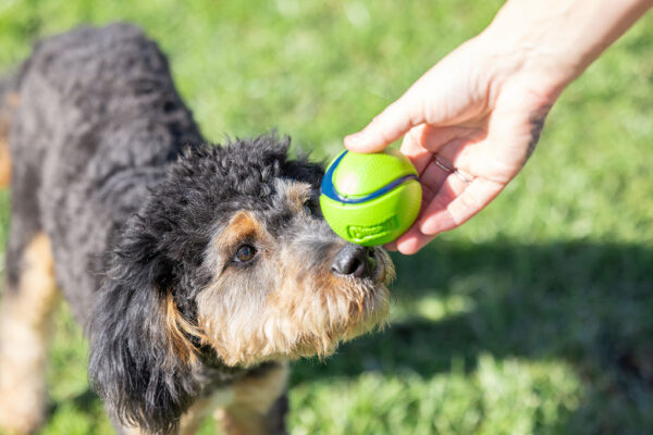 Chuckit sniff fetch balls md canister 4pk - Afbeelding 5
