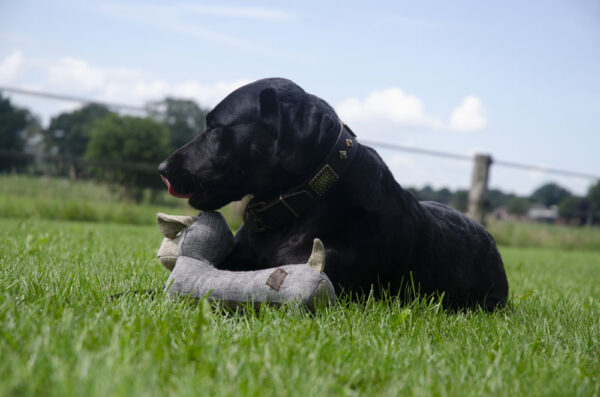 Country Dog Buddy - Afbeelding 2