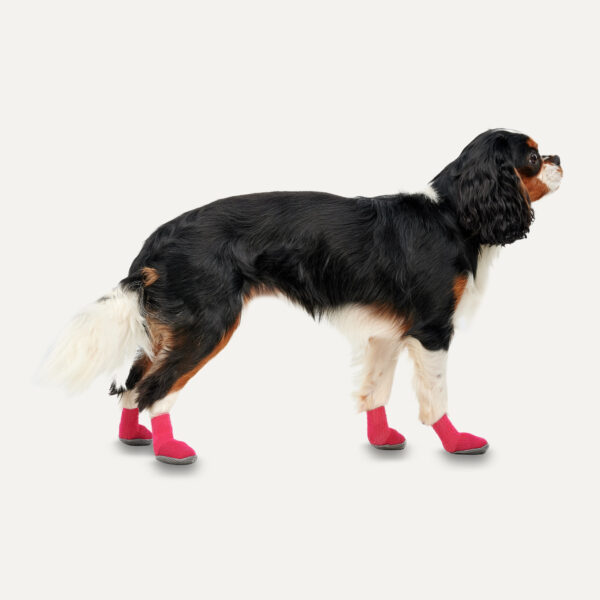 Gooeez Regular Dog Boots (2-pack) 2XS Red/Black - Afbeelding 3