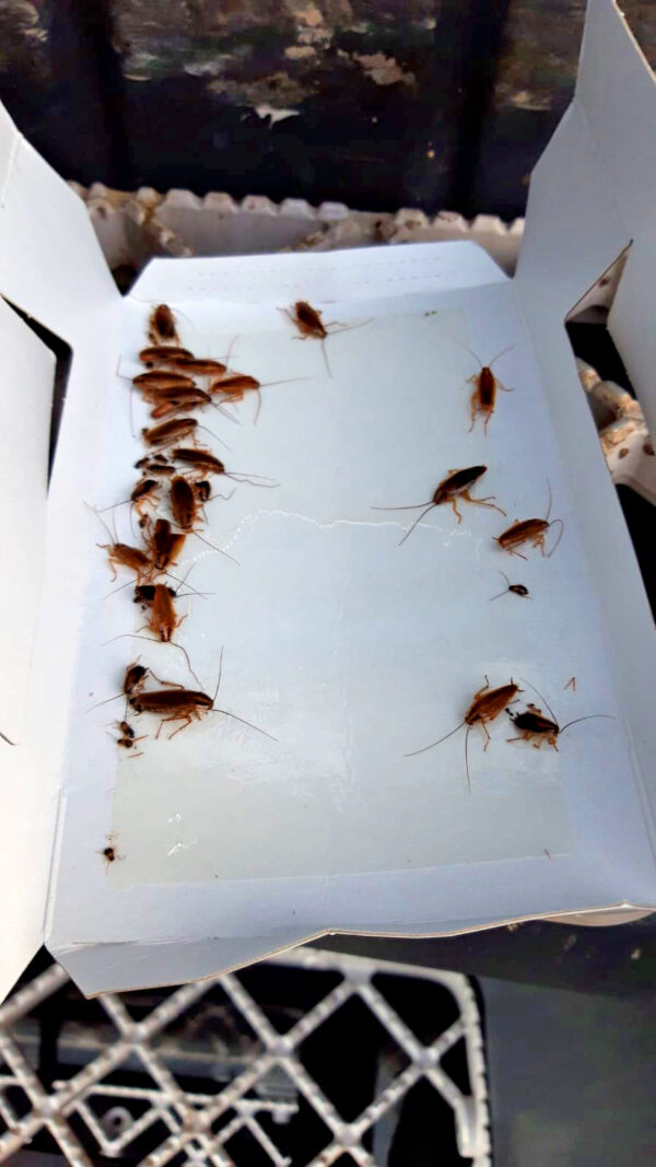 Knock Pest Insectenval Klein - Afbeelding 4
