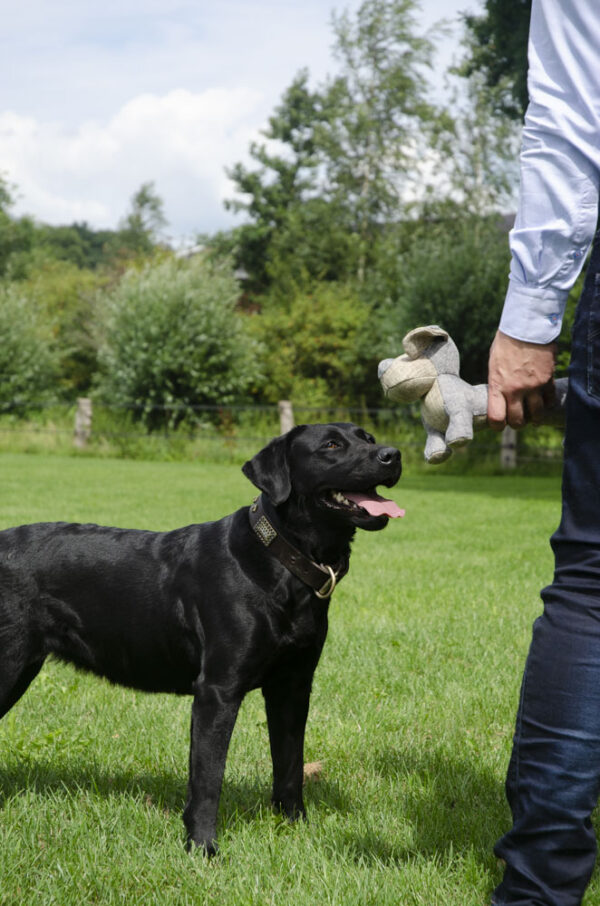 Country Dog Buddy - Afbeelding 3