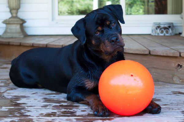 Jolly Ball Bounce-n Play 15cm Oranje (Vanillegeur) - Afbeelding 4