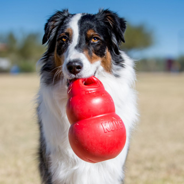 KONG Bounzer Large - Afbeelding 5