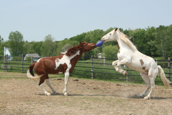 Jolly Ball 20cm rood Paard en Hond - Afbeelding 5