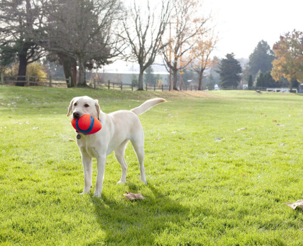Chuckit Fumble Fetch Small - Afbeelding 2