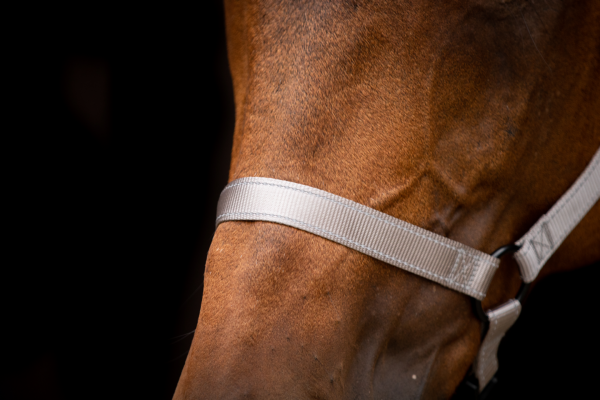 Excellent Horse Premium Halster XS Mini Foal Grijs - Afbeelding 3