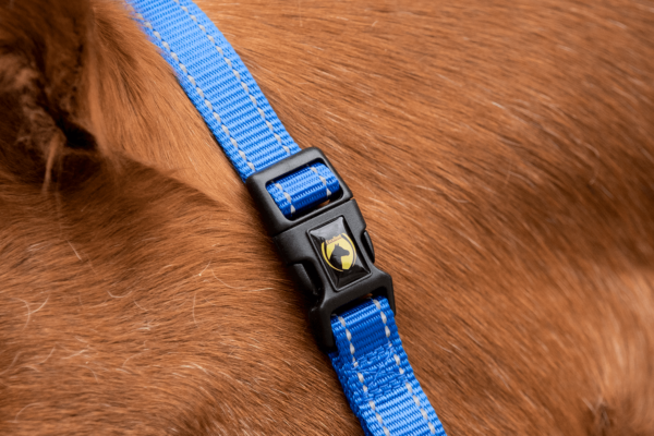 Excellent Horse Essential Halster XS Mini Foal Blauw - Afbeelding 3