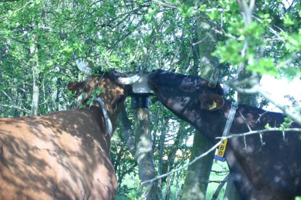 Liksteenhouder voor op Paal KS voor 10 kg - Afbeelding 5