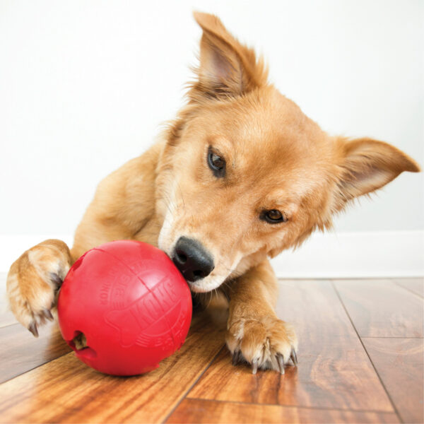 KONG Biscuit Ball Lg - Afbeelding 4