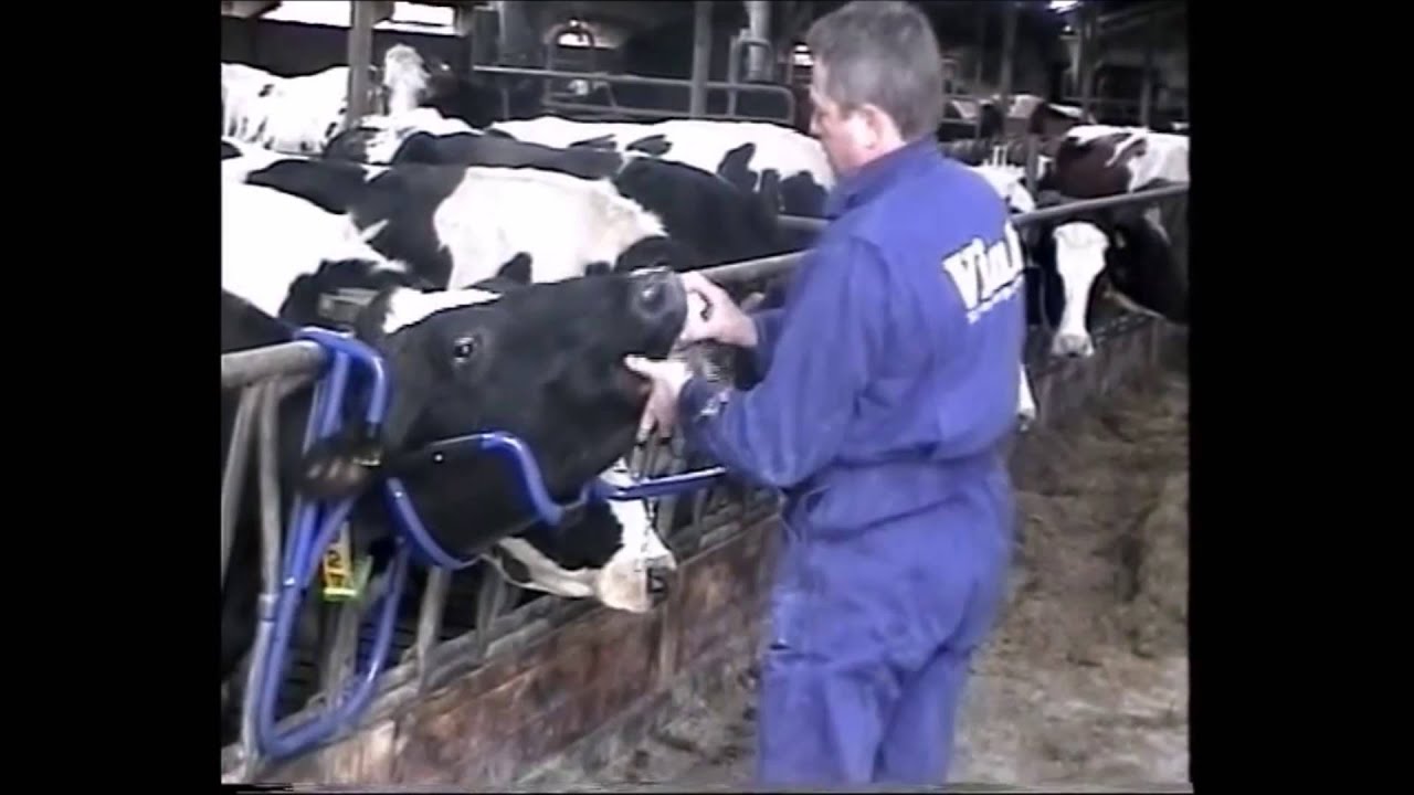 Vink Kopheffer 2025 Vink Kopheffer - Afbeelding 6