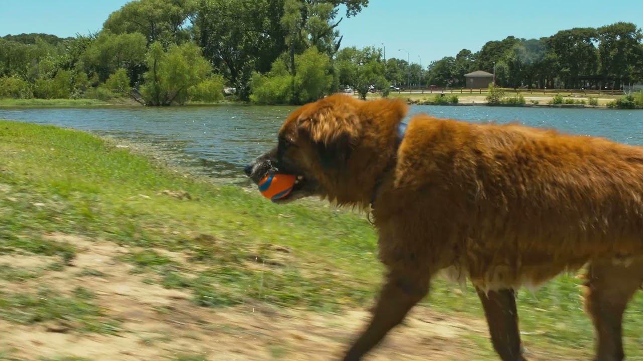 Chuckit! Ultra Ball XXL 2025 Chuckit! Ultra Ball XXL - Afbeelding 2