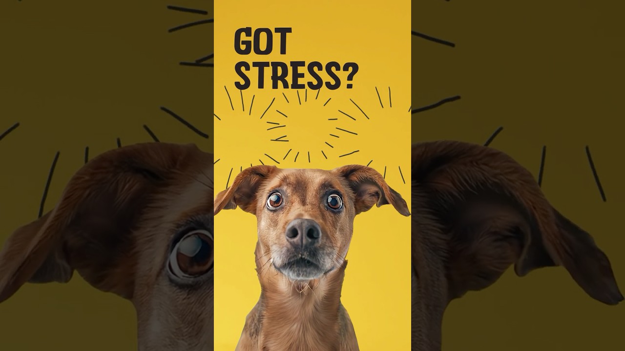 Excellent Pets No Stress Soft Chews 60 Treats 2025 Excellent Pets No Stress Soft Chews 60 Treats - Afbeelding 2