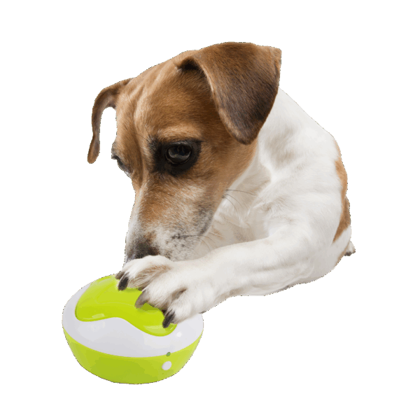 AFP Interactives - Dog Interpreter - Afbeelding 2