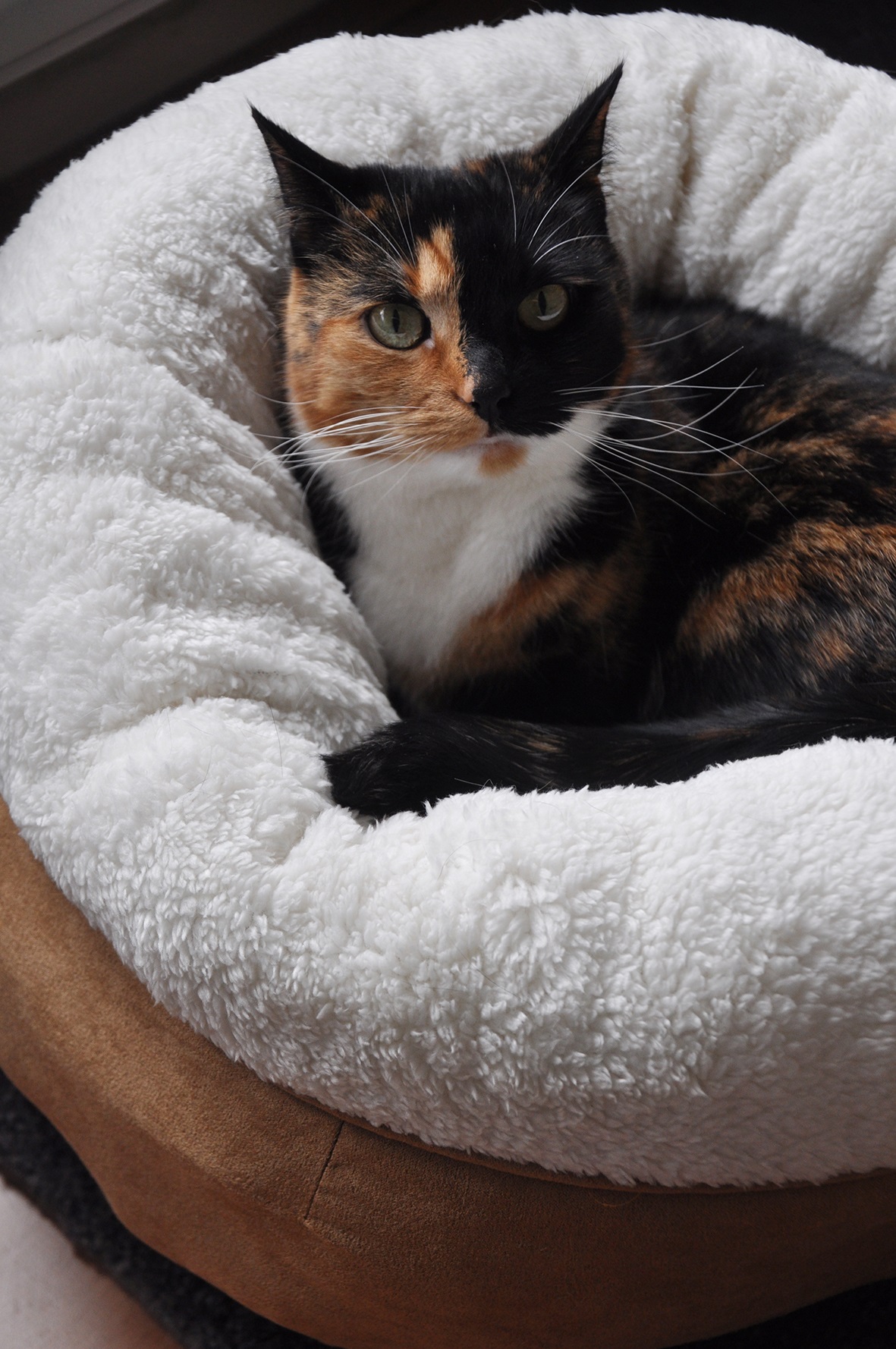 AFP Lambswool - Donut Bed Beige 2025 AFP Lambswool - Donut Bed Beige - Afbeelding 2