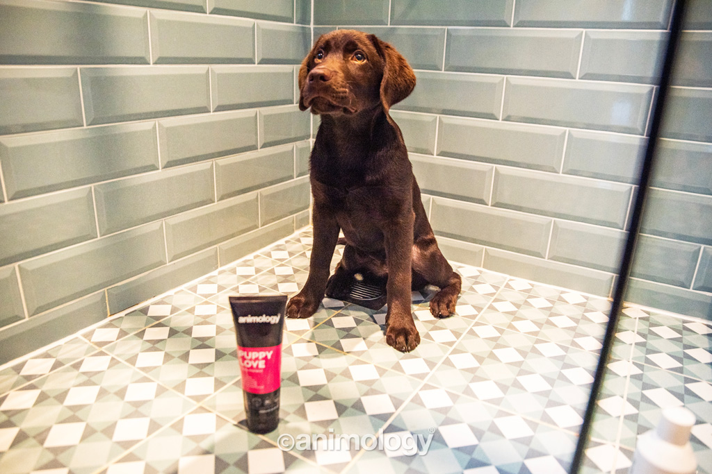 Animology Puppy Love Puppy Shampoo 250 ml 2025 Animology Puppy Love Puppy Shampoo 250 ml - Afbeelding 3
