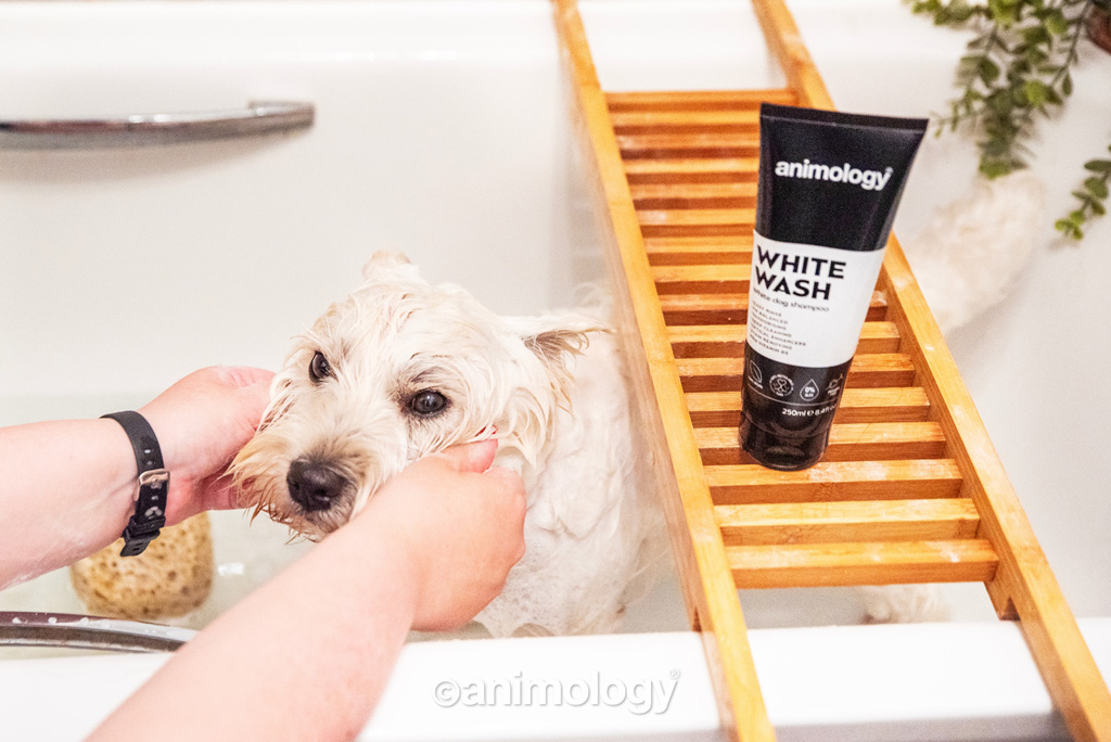 Animology White Wash Dog Shampoo 250 ml 2025 Animology White Wash Dog Shampoo 250 ml - Afbeelding 2