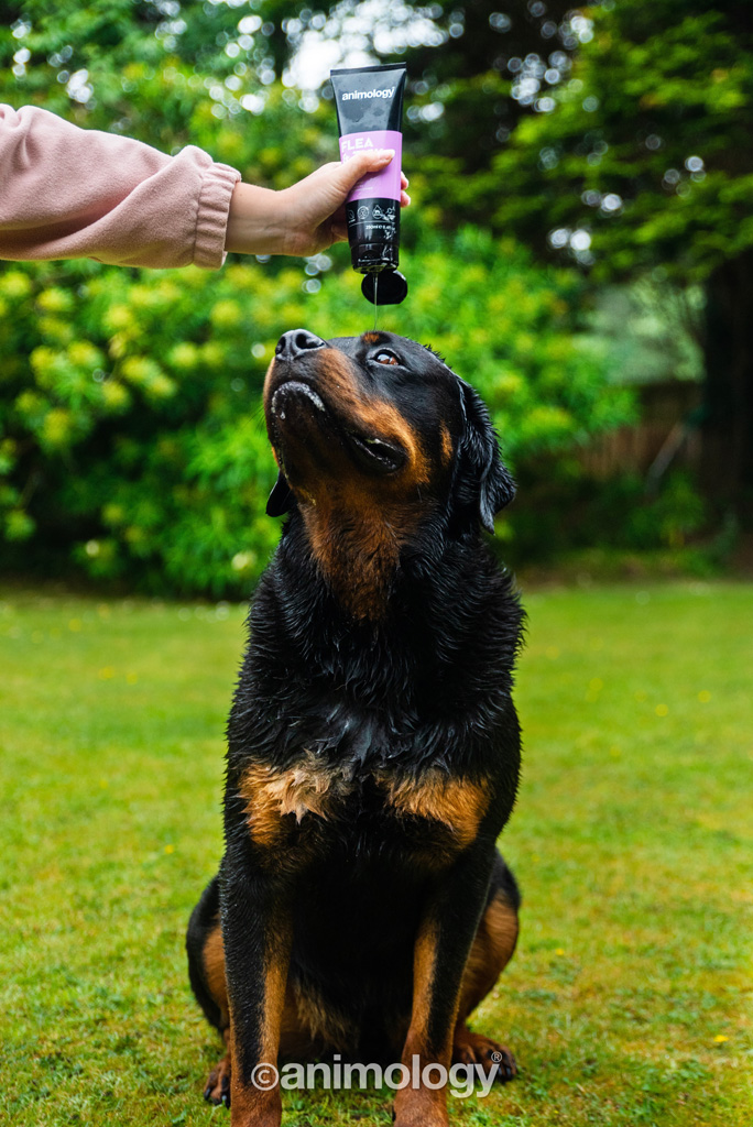 Animology Flea & Tick Dog Shampoo 250 ml 2025 Animology Flea & Tick Dog Shampoo 250 ml - Afbeelding 3