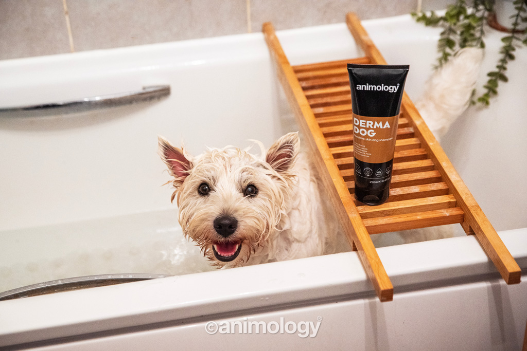 Animology Derma Dog Sensitive Skin Dog Shampoo 250 ml 2025 Animology Derma Dog Sensitive Skin Dog Shampoo 250 ml - Afbeelding 3