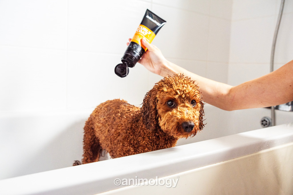 Animology Curly Coat Dog Shampoo 250 ml 2025 Animology Curly Coat Dog Shampoo 250 ml - Afbeelding 2