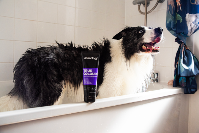 Animology True Colours Dog Shampoo 2025 Animology True Colours Dog Shampoo - Afbeelding 4