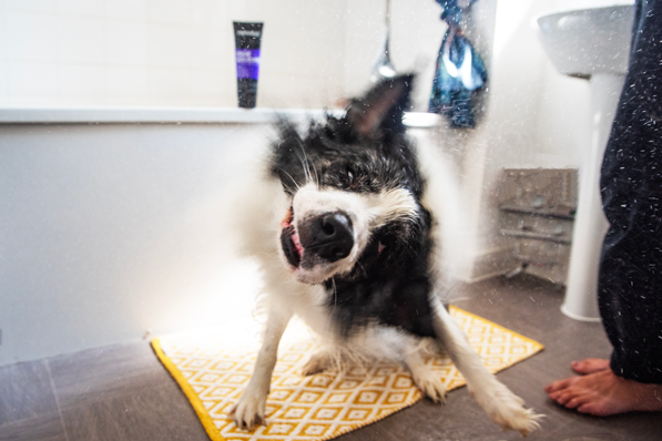 Animology True Colours Dog Shampoo 2025 Animology True Colours Dog Shampoo - Afbeelding 6