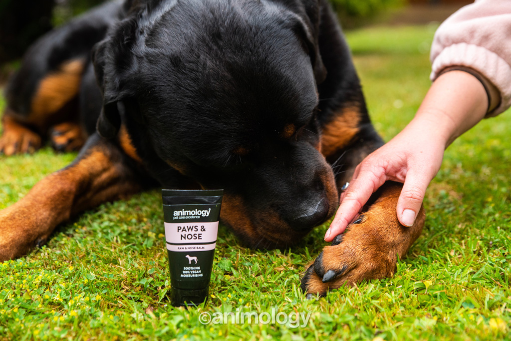 Animology Paws & Nose Balm 50 ml 2025 Animology Paws & Nose Balm 50 ml - Afbeelding 5