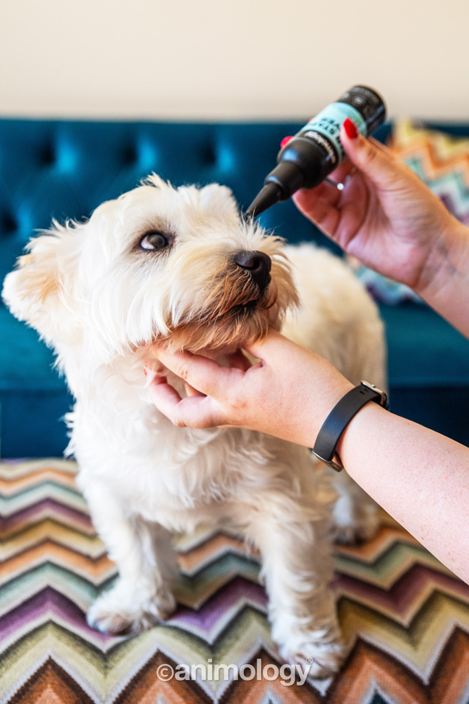 Animology Tear Stain Remover 100 ml 2025 Animology Tear Stain Remover 100 ml - Afbeelding 2