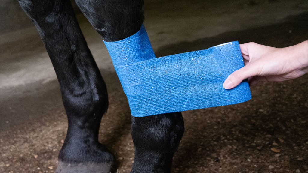 Excellent Animal Glitter Bandage Profi 10 cm - Blauw 2025 Excellent Animal Glitter Bandage Profi 10 cm - Blauw - Afbeelding 3