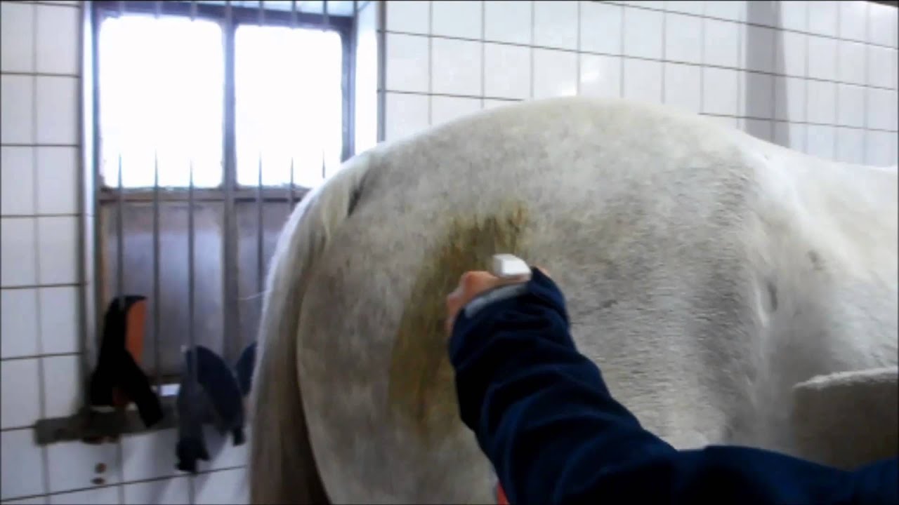 Excellent Horse Hi Gloss Clean Spray 500 ml 2025 Excellent Horse Hi Gloss Clean Spray 500 ml - Afbeelding 6