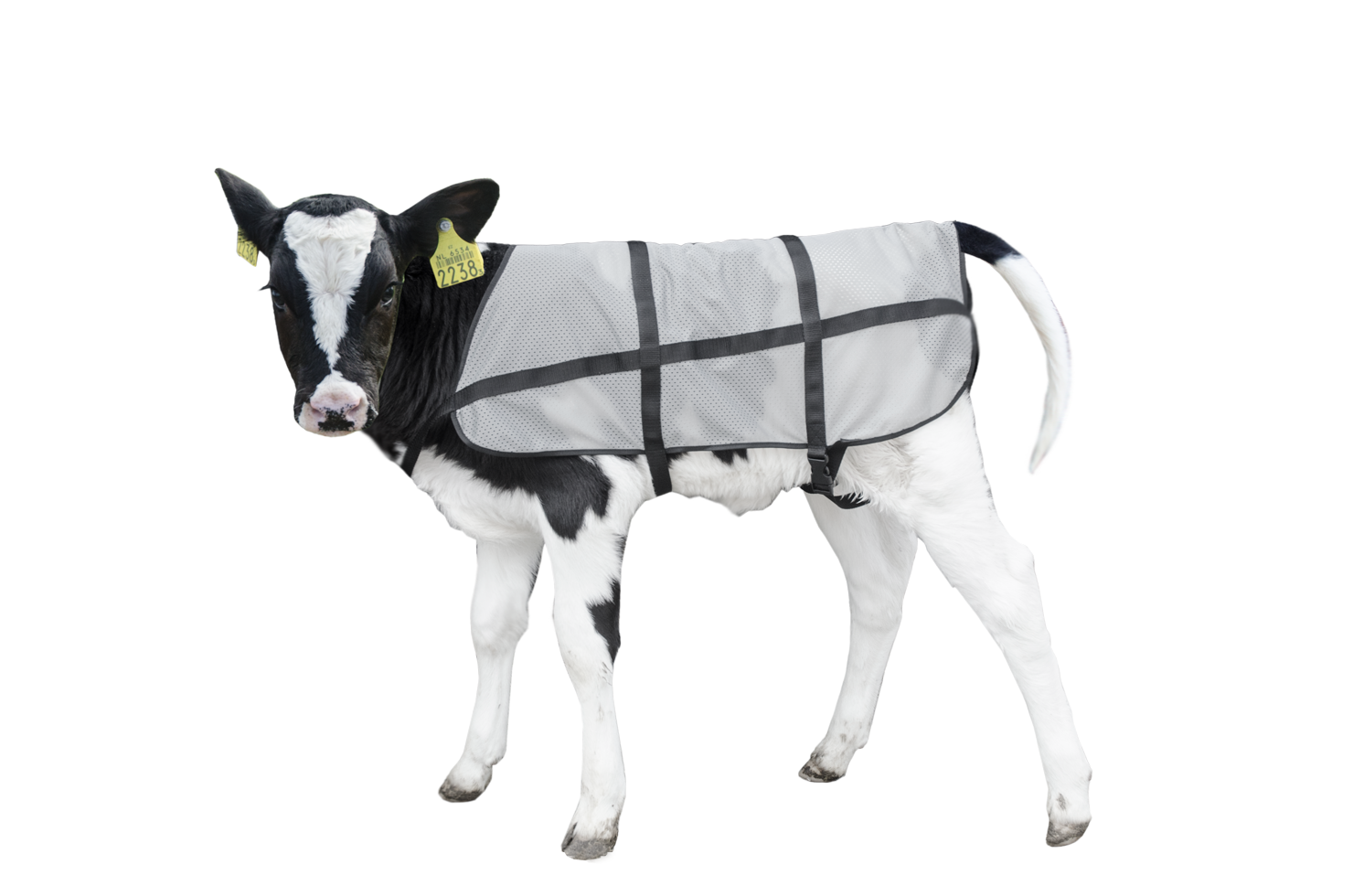 Bodyguard Kalf Zomerdekje 2025 Bodyguard Kalf Zomerdekje